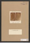 Diatomeae indet. Zeichnungen Sammlung Grunow Nr. 3809 (NHMW-BOT-W0371488)